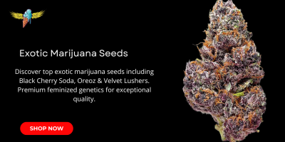 Exotic Marijuana Seeds