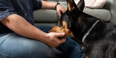 Fenbendazole A Trusted Solution for Internal Parasite Control