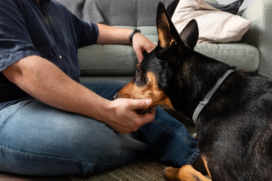 Fenbendazole A Trusted Solution for Internal Parasite Control