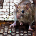 Rat extermination