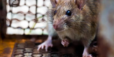 Rat extermination