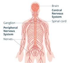 How aspadol works on Central Nervous System