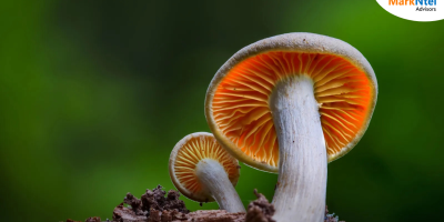 Indonesia Mushroom Market
