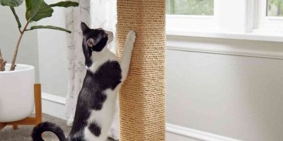 cat post scratcher