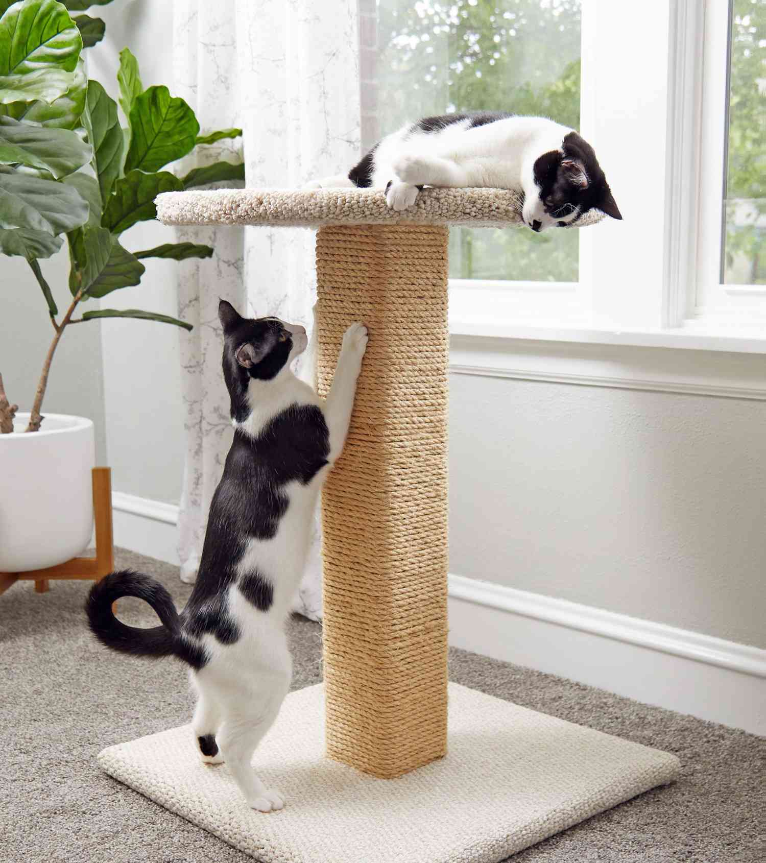 cat post scratcher