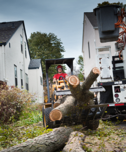 yard debris removal services